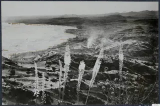 Landscape view over hills and a pale shoreline at Vouni Palace, with tall flowering stalks in the foreground.