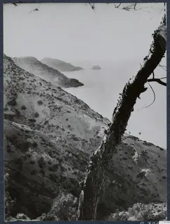 Steep scrubby hillsides falling to a calm sea, with a leaning tree trunk in the right foreground at Vouni.
