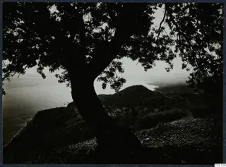 Dark silhouette of a tree in the foreground, with a hill and the curving coast and sea at Vouni beyond