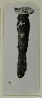 Nail from Marion, a corroded metal nail with a flat head, shown upright on a pale card.