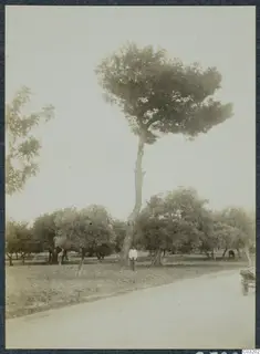 Tall pine tree with a spreading crown beside a road at Souidos, Kyrenia, with a man standing at its base.