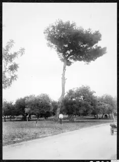 Man standing at the foot of a tall Keratas pine tree beside a road in Kyrenia