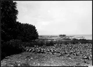 Field of leafy low plants at Soli, with dark trees at the left and the sea beyond the beach