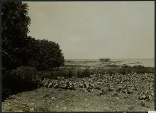 Ibrahim's field at Soli: rows of low leafy plants in the foreground, trees at left, and the sea beyond the shore