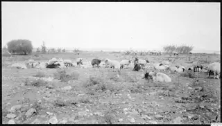 Flock of sheep resting and grazing in a stony field at Soli, with a shepherd and a group of people in the distance.