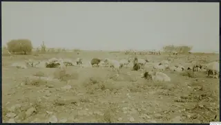 Sheep resting and grazing on dry, stony ground at Soli, with a shepherd standing among them and figures in the distance.