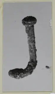 Corroded bronze pin with a flat head and a bent, hooked end, shown against a grey background.
