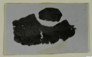 Three dark, irregular fragments recorded as silver, shown on a pale ground within a card mount