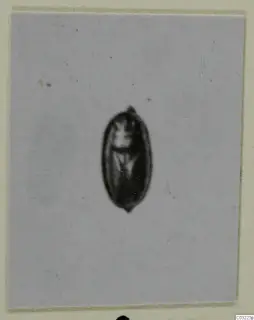 Single small oval object with a loop at one end, shown centred on a plain background