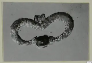 Silver loop-shaped object curving into a figure-eight, with a dark bead-like element at the lower end.