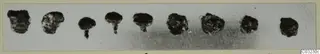 Nine corroded iron objects in a row, some with a short shank, from Marion