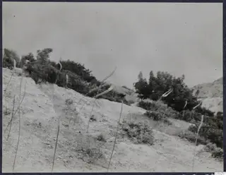 Pale eroded hillside at Vouni Palace with tall flowering stalks, shrubs and trees along the ridge