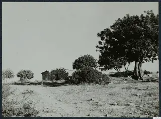 Small stone building among trees and bushes on dry ground at Vouni, with a large tree at right