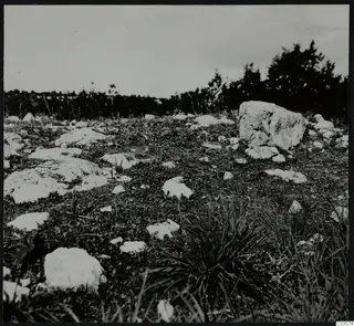 Pale stones scattered over grass and low plants on open ground at Nitovikla, Karpas Peninsula.