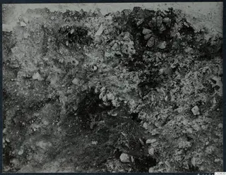 Excavated offering pit at Cholades with clustered pine cones in situ, close detail