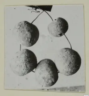 Five rounded, mottled objects hanging on thin stalks from a dark element, small finds from Ayios Iakovos