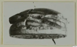 Engraved stone seal or gem from Ayia Irini, shown from the side