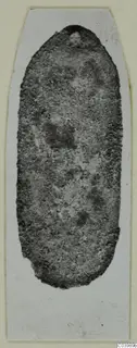Find from Lapithos: elongated dark object with a grainy surface, shown on a pale card mount