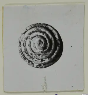 Round find with concentric rings forming a spiral pattern