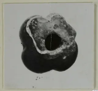 Close-up of a single lobed object with a large central hole, shown on a mounted card print