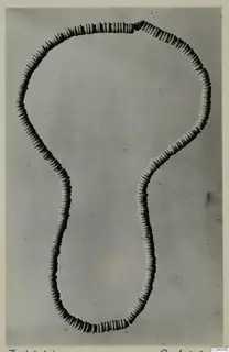 Necklace of small pale disc beads strung in a loop, laid out on a grey background