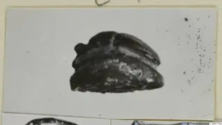 Dark stone seal or scarab from Ayia Irini, shown as a photograph mounted on a card