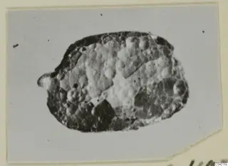 Small oval object with a bumpy, pitted surface, photographed on a cream card mount