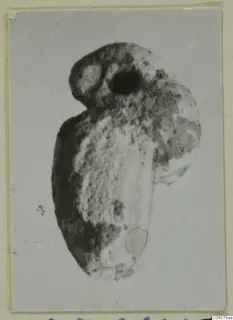 Jewellery find, a pendant: a rounded object with a dark hole near its upper part, shown on a photo mount