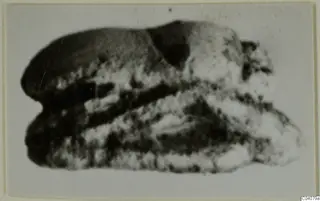 Stone scarab from Ayia Irini, shown in a blurred photograph on a card mount