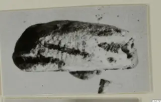Small elongated stone seal or gem, rounded at both ends, shown in close-up