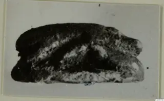 Glyptic find: a dark stone scarab with a domed back and flat base, in a photograph