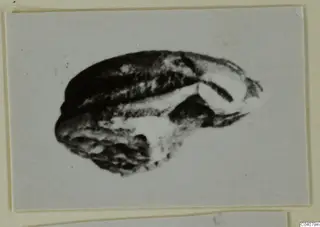 Stone scarab from Ayia Irini, shown alone in a photograph.