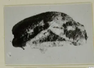 Close view of a small stone scarab from Ayia Irini, photographed on a card mount