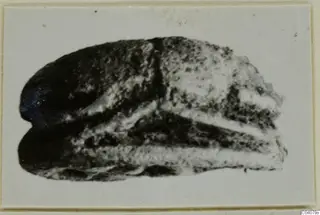 Stone object from Ayia Irini, recorded as a scarab, seen from the side