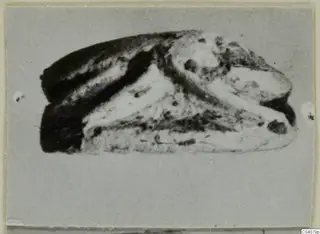Small stone scarab with dark and pale patches, photographed in close view against a plain grey card