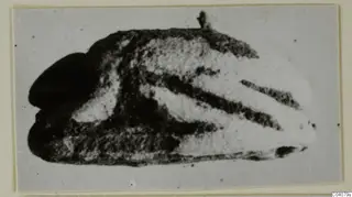 Small dark stone scarab-type object with a flat face showing light and dark bands, on a card mount