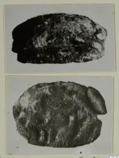 Two photographs of a small stone scarab, showing its domed back and its flat base.