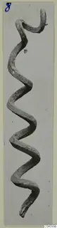 Corroded bronze rod bent into a zigzag with a hooked upper end, from Vouni