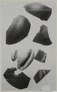 Pottery sherds and cowrie-type shells from Arsos, shown together on a pale background.