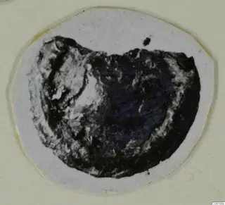 Dark, mottled rounded shape on a cut white card; no jewellery can be identified