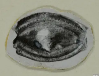 Small cut-out print of an oval object with banded surface, mounted on cream card, from Arsos