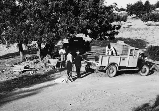 Men loading wooden crates onto an open lorry under a large tree at Vouni