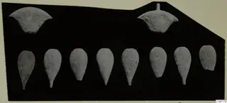Bone objects from Amathus: two fan-shaped pieces above and a row of eight pointed oval pieces below.