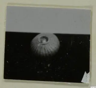 Blurred photograph of a single rounded object with radiating ridges and a central hollow, from Amathus tombs 10–26