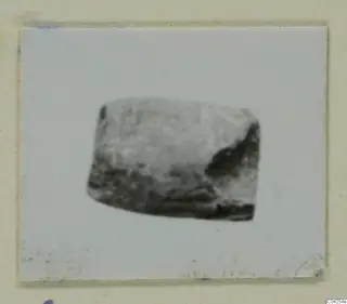 Blurred photograph of a small grey object, possibly bone, mounted on a pale card
