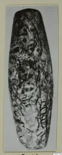 Elongated stone object from Amathus with a mottled, veined surface, photographed on a card