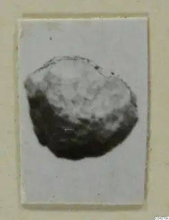 Blurred photograph of a rounded find from Amathus, mounted on a pale card.
