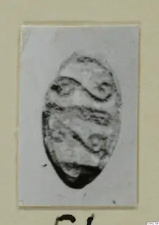 Engraved oval seal or gem from Amathus, photographed on a pale card mount