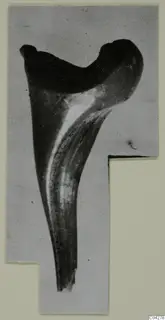 Single curved find with a broad hooked top and long tapering stem, from Amathus tombs 1-9