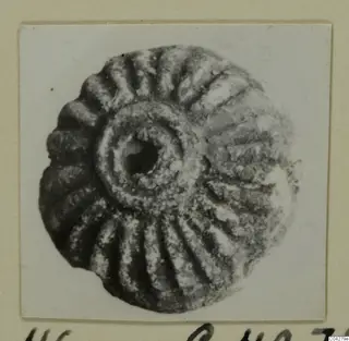 Ribbed disc-shaped object with a central raised boss and hole, from Amathus